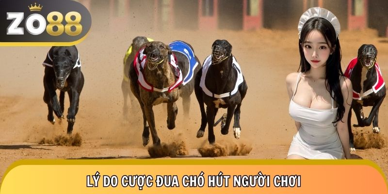 Chia sẻ những ưu điểm chỉ có tại đấu trường bốn chân Zo88